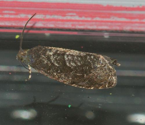Grapholita molesta